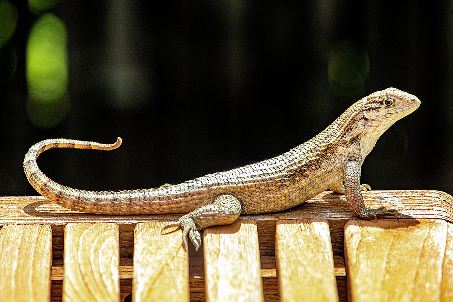 Sunbathing Lizard  Photograph by Blair Damson
