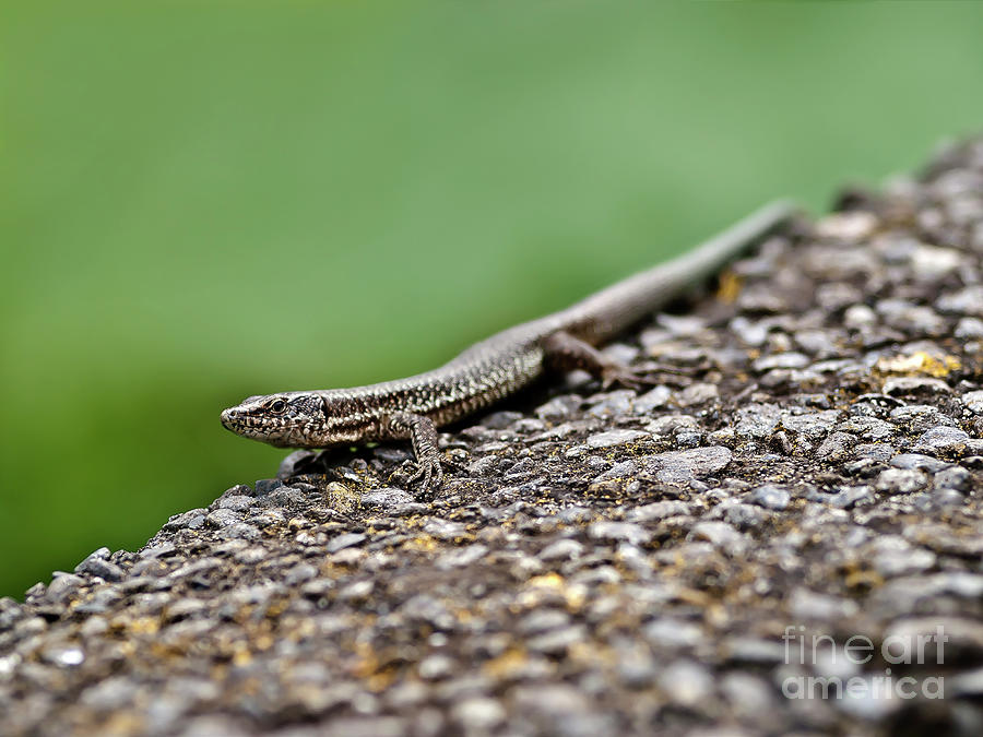 Sunbathing Lizard On Hot Madeira Stones Photograph