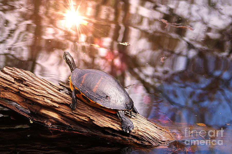 Sunbathing Turtle Photograph by Claudia Zahnd-Prezioso