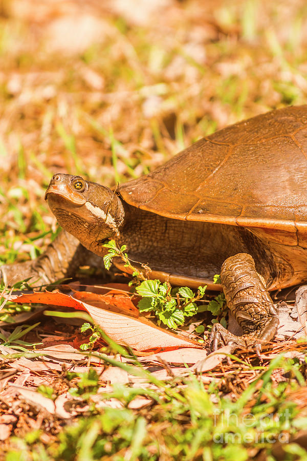 Wildlife Photograph - Sunbathing turtle by Jorgo Photography