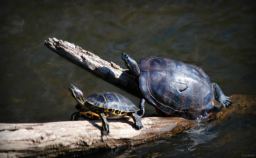 Turtle Photograph - Sunbathing Turtles by Marilyn DeBlock