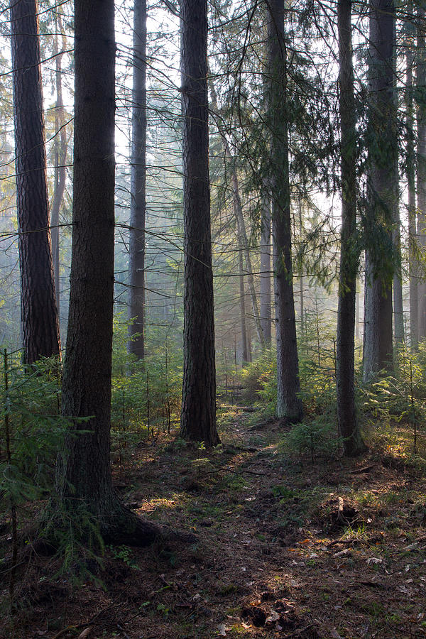 Sunbeam entering rich coniferous forest Photograph by Aleksander
