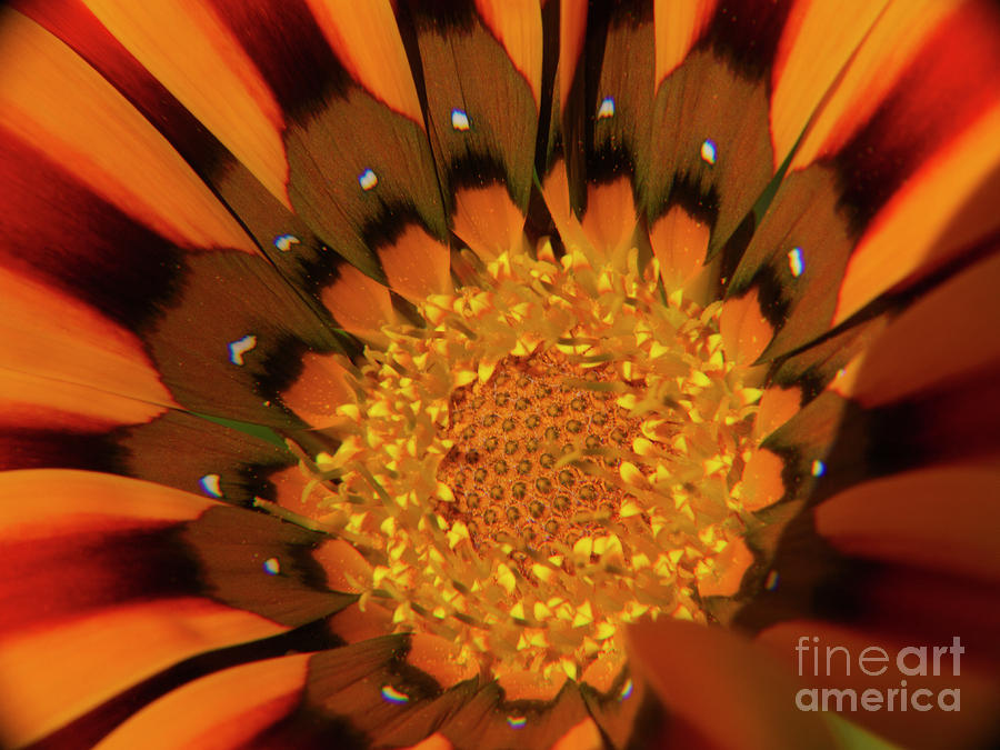 Nature Photograph - Sunbeam Sunflower by Ariana Verhauz