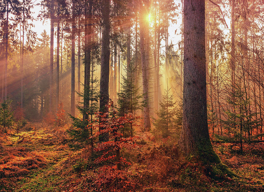 Sunbeam Thru Trees Photograph By Carlene Smith