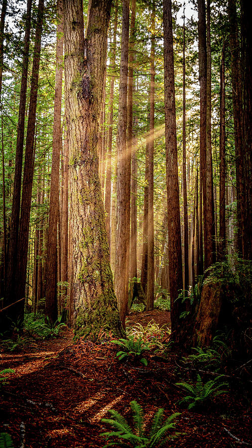Sunbeaming through Forest Photograph by Mike Fusaro
