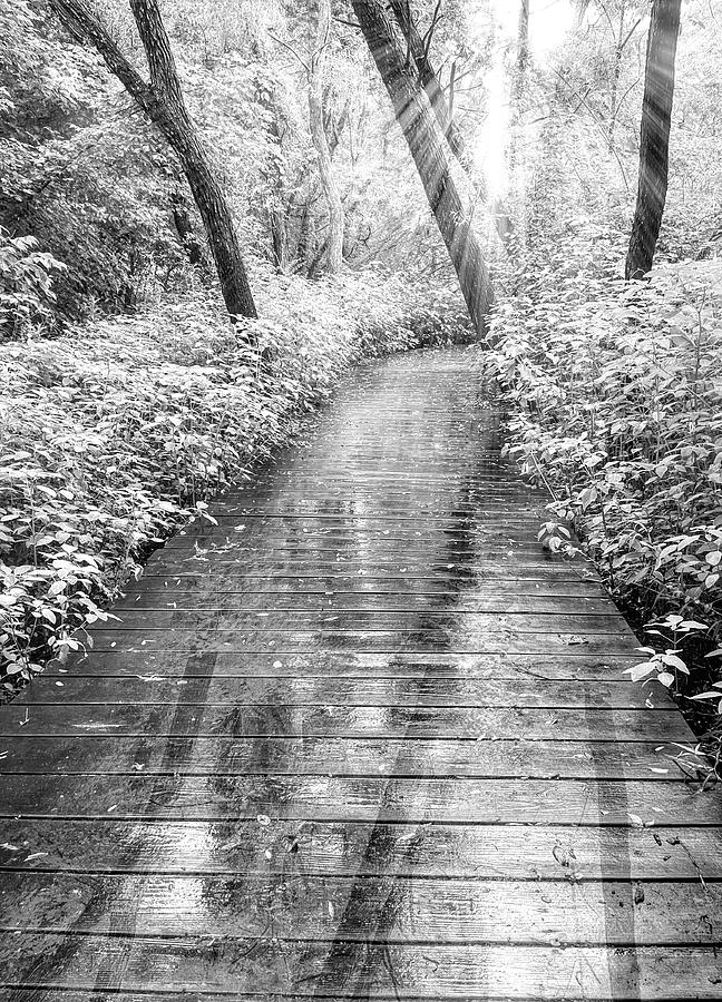 Sunbeams after the Rain Black and White Photograph by Debra and Dave ...