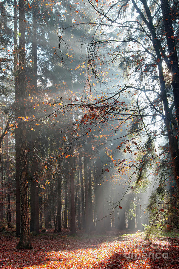 Sunbeams In The Morning Forest Photograph
