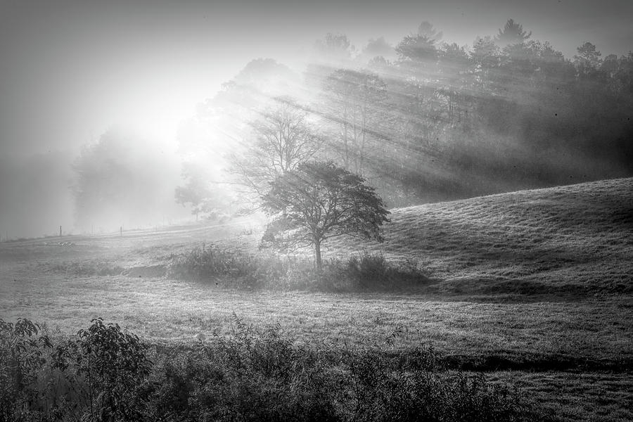 Sunbeams over the Dogwood Tree Black and White Photograph by Debra and Dave Vanderlaan