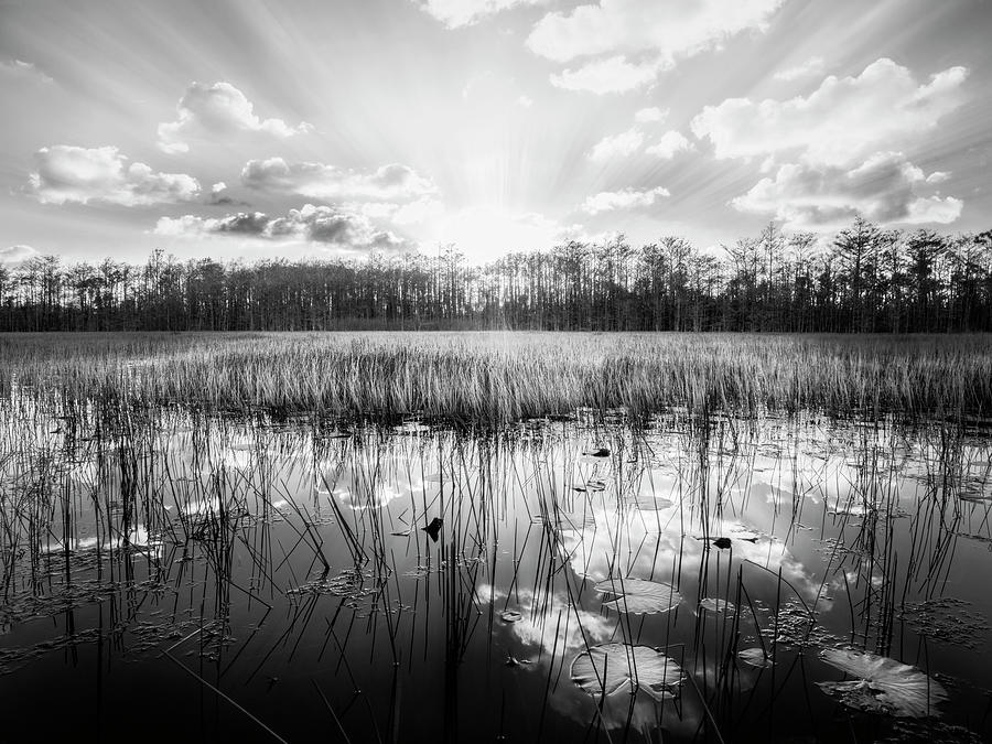 Fall Photograph - Sunbeams over the Everglades Black and White by Debra and Dave Vanderlaan