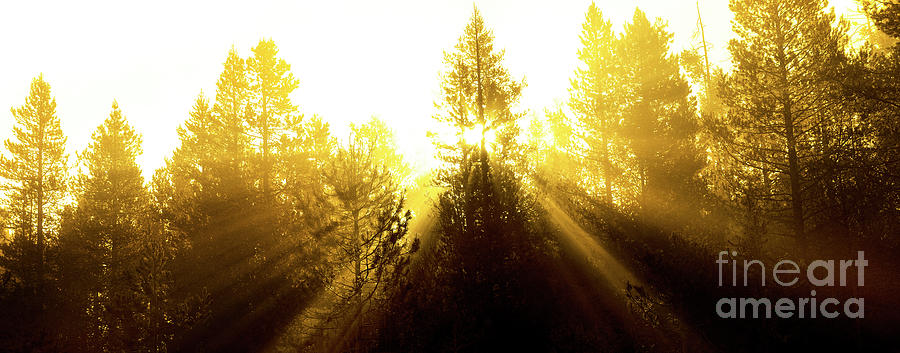 Sunbeams Sunrays Streaming Through Pine Trees Forest Misty Fog M Photograph by Lane Erickson