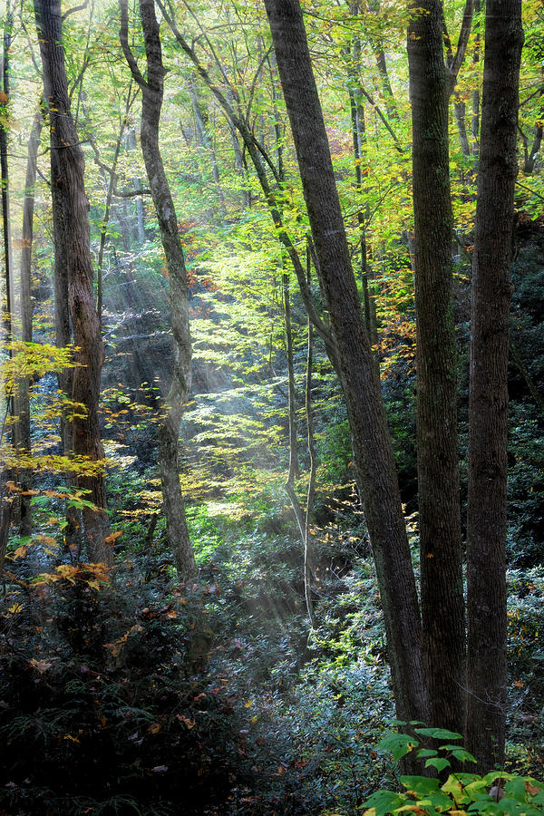 Sunbeams through the Trees Creeper Trail Damascus Virginia Photograph by Debra and Dave Vanderlaan