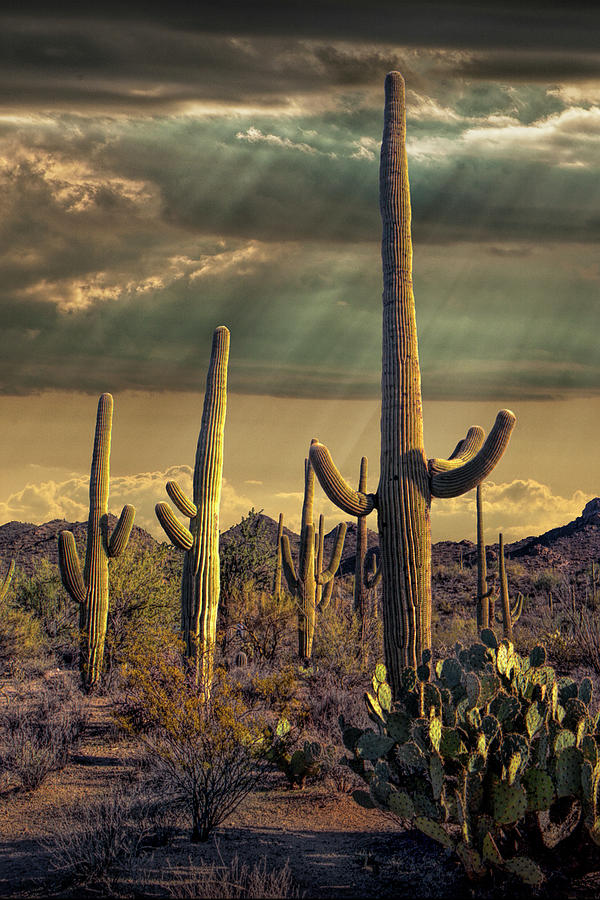 Sunbeams with Saguaro Cactuses in Saguaro National Park Photograph by Randall Nyhof