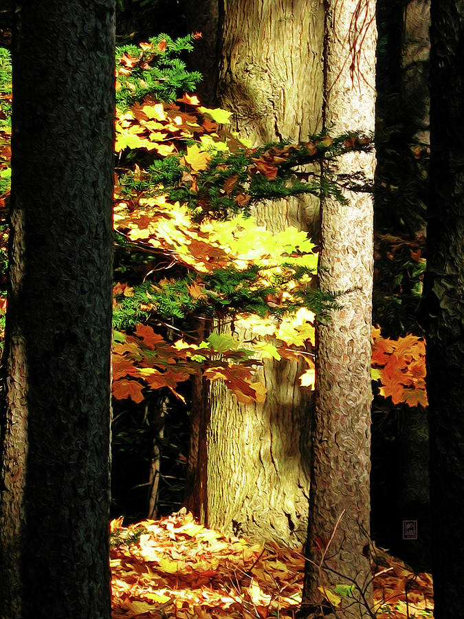 Sunburst Among the Pines Photograph by Garth Glazier