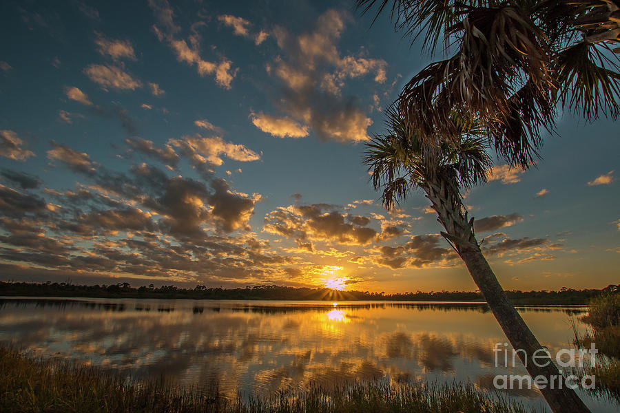 Sunburst and Palm Sunset Photograph by Tom Claud