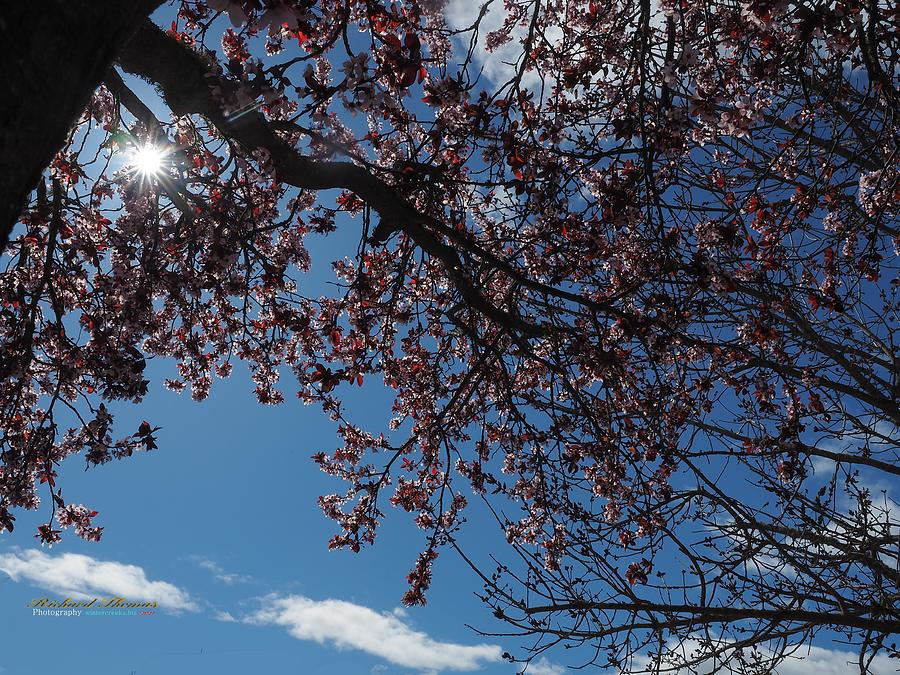 Sunburst Cherry Blossoms Photograph by Richard Thomas