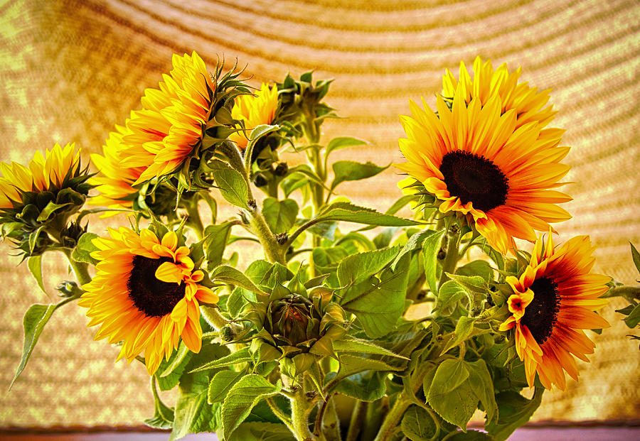 Sunflower Photograph - Sunburst Flowers by Mike-Hope97 by Michael Hope Sunflower Photograph - Sunburst Flowers by Mike-Hope97 by Michael Hope