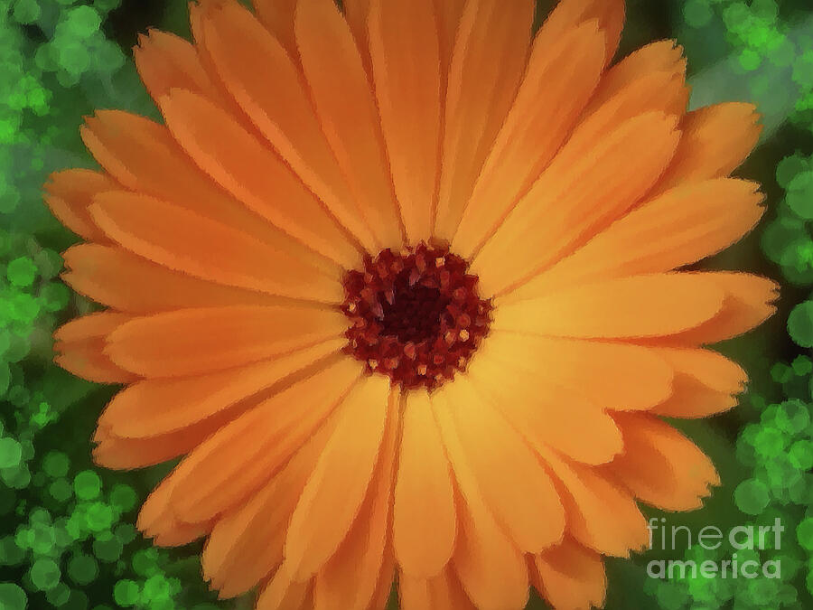 Sunburst Marigold Photograph by Yvonne Johnstone