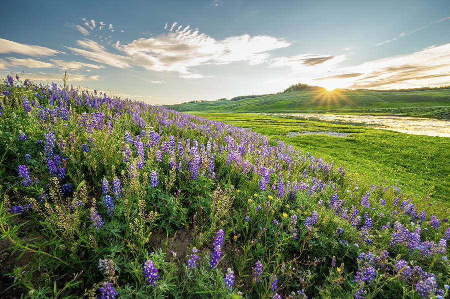 Sunburst Over Lupin Blooms Along Yellowstone River Photograph by Kelly VanDellen