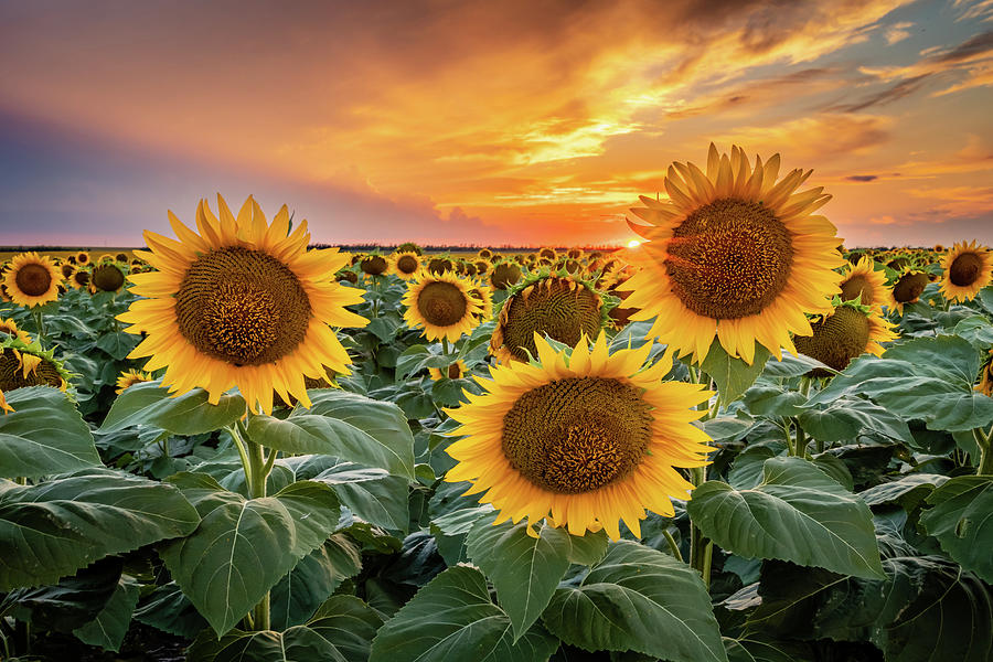 Sunburst Sunflower Photograph By Kendra Perry-koski - Fine Art America