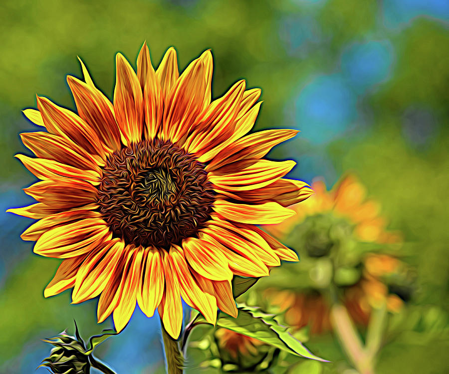 Sunburst Sunflower Photograph by Maria Keady - Fine Art America