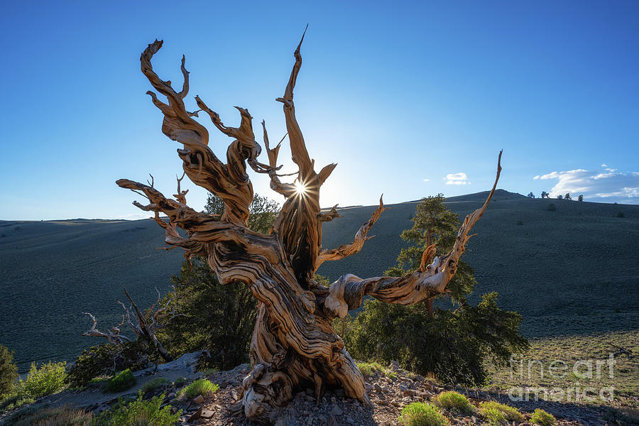 Sunburst Through A Bristlecone Pine Tree  Photograph by Michael Ver Sprill