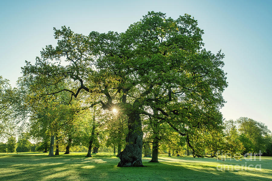 Sunburst through an Old Oak Tree in Blenheim Park Photograph by Tim Gainey