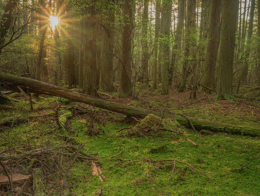 Sunburst Through The Cedars Photograph by Kristia Adams