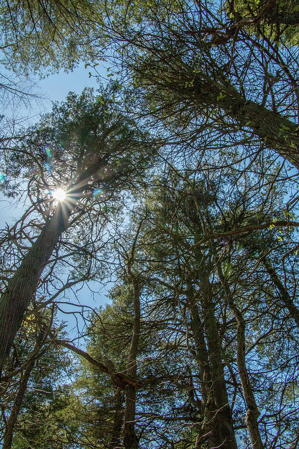 Sunburst Through the White Cedars Photograph by Kristia Adams
