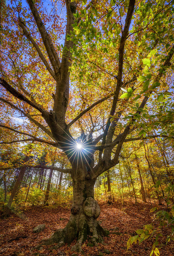 Sunburst Tree Photograph by David Dedman