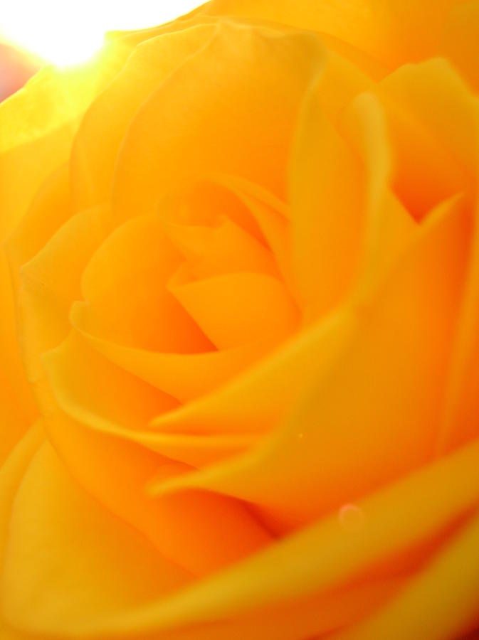 Sunburst Yellow Glory Photograph by Caritas Creation Sunburst Yellow Glory Photograph by Caritas Creation