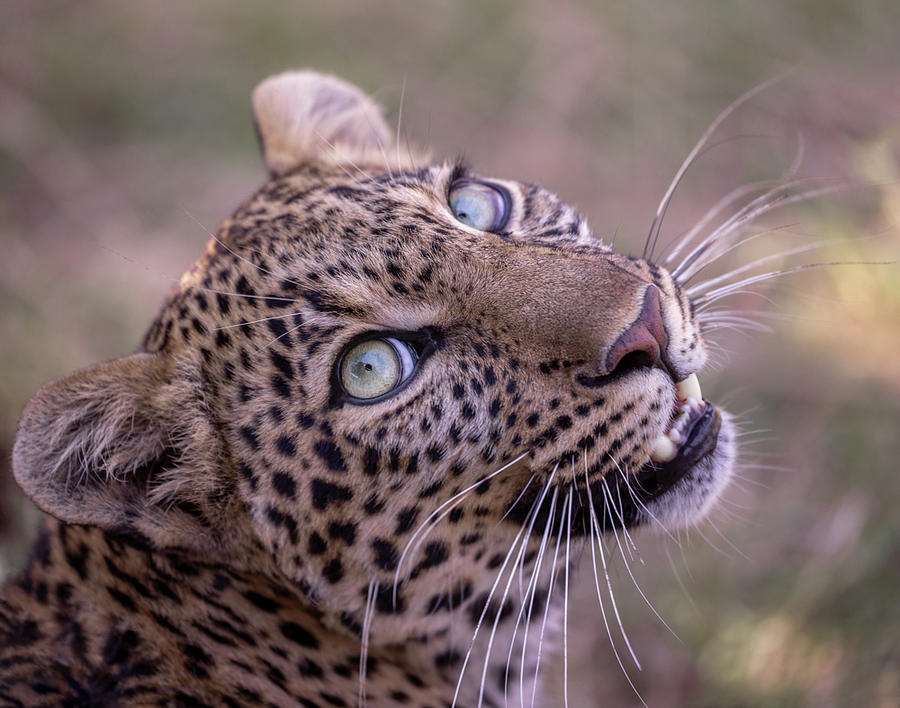 Sundari's portrait Photograph by Ekaterina Romanova - Fine Art America