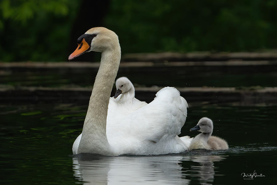 Sunday in the Park Photograph by Wendy Sinatra | Fine Art America