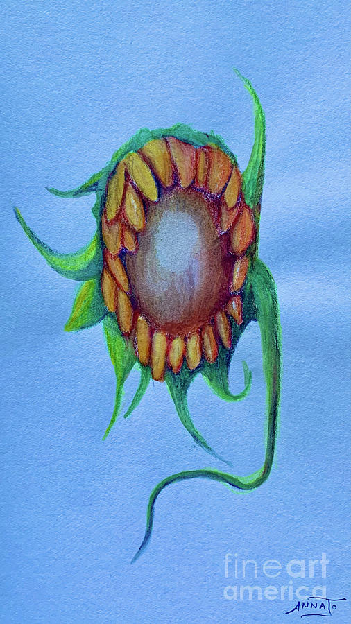 Sunday Sunflower Drawing by AnnaJo Vahle