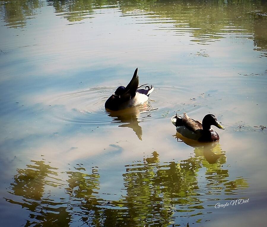 Nature Photograph - Sunday Swim by Gayle Deel