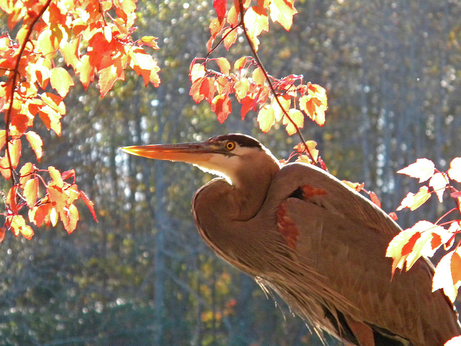 Nature Photograph - Sunday Visitor by Matthew Seufer Nature Photograph - Sunday Visitor by Matthew Seufer