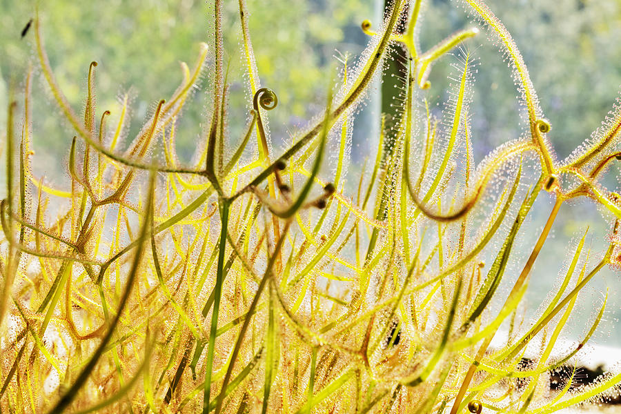 Sundew carnivorous plant Photograph by Victimewalker