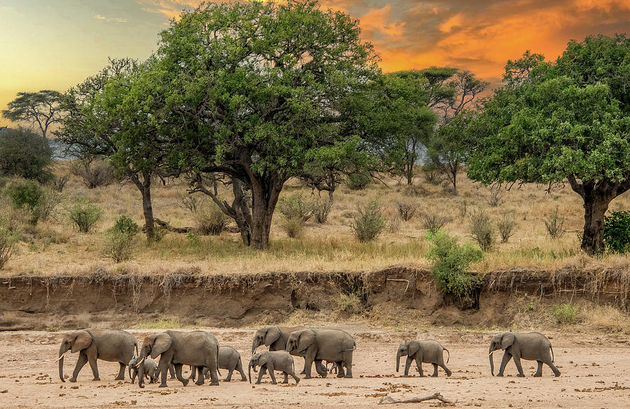 Sundown in Serengeti National Park, An Elephant Parade Photograph by Marcy Wielfaert
