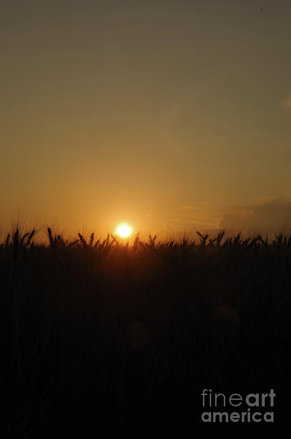 Sundown on a wheat field Photograph by Jeff Swan