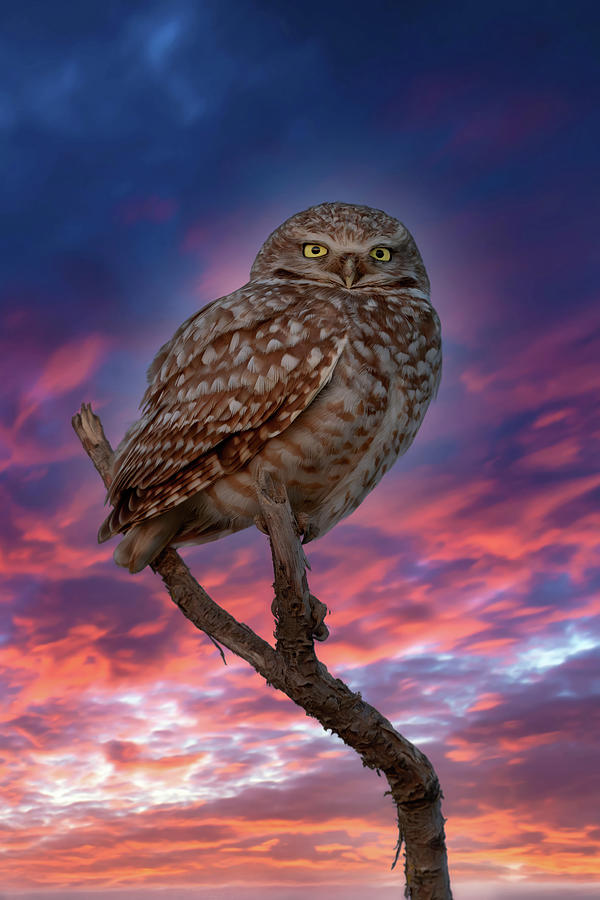 Sundown Owl Photograph by Wes and Dotty Weber