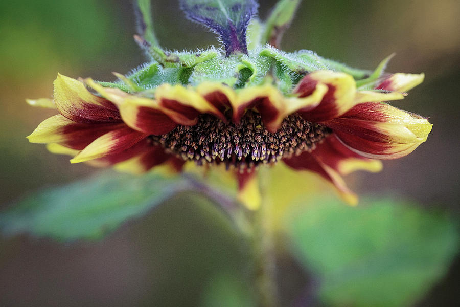 Sundown Sunflower Photograph by Deborah Penland