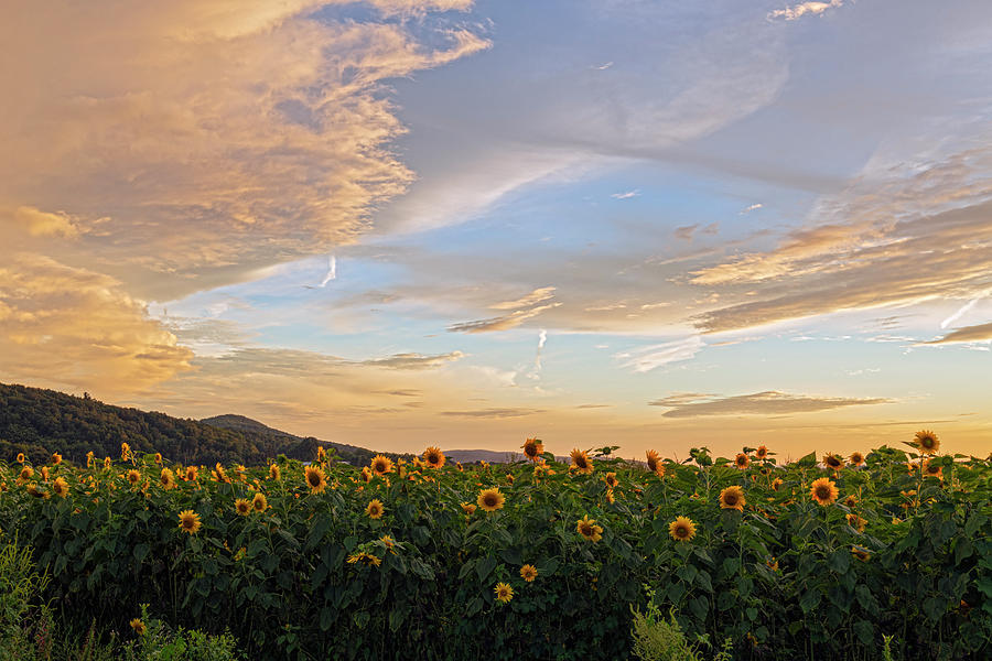 Sundown Sunflower Interlude Photograph by Angelo Marcialis