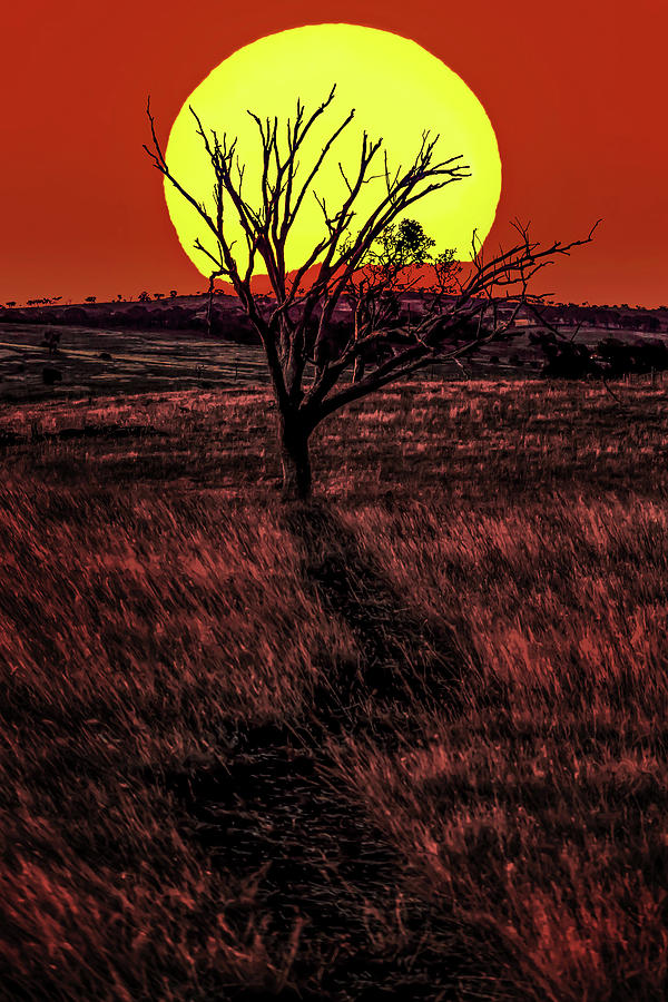 Lone Tree Photograph - Sundowner by Az Jackson