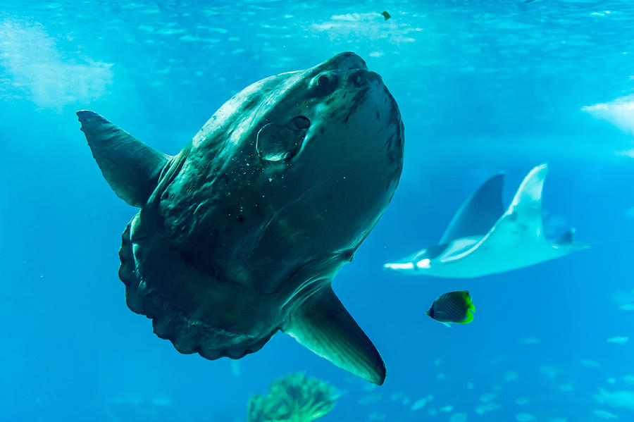 Sunfish and Manta Ray Photograph by © Philippe LEJEANVRE