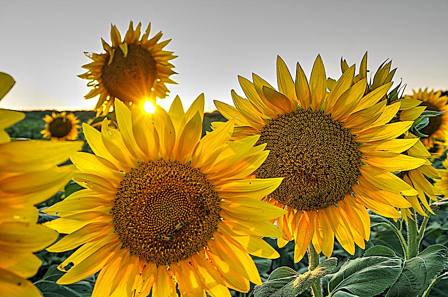 Sunflare Behind the Sunflowers Photograph by Karen McKenzie McAdoo