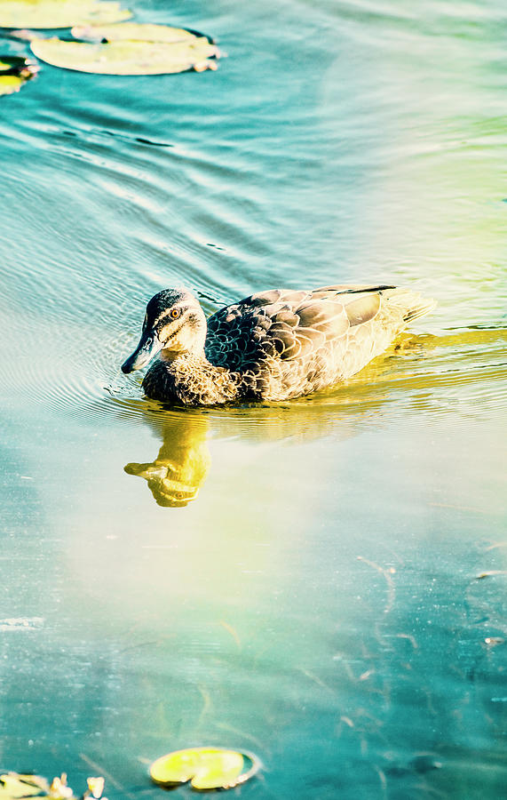 Sunflared duck lake Photograph by Jorgo Photography