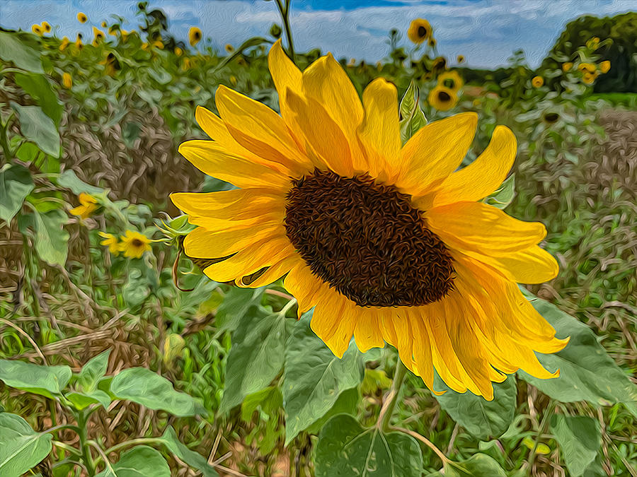 Sunflower 01 OP Photograph by Jim Dollar
