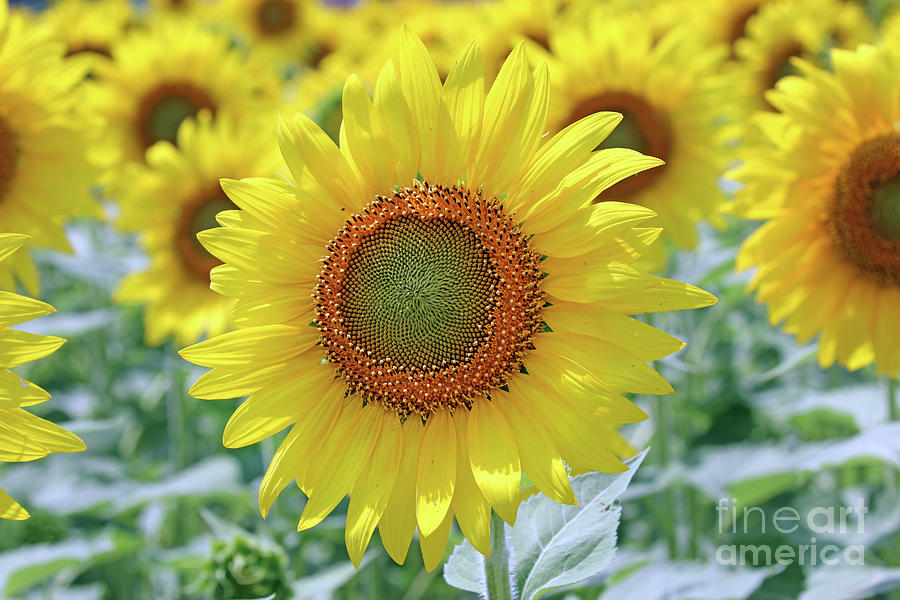 Sunflower  0161 Photograph by Jack Schultz
