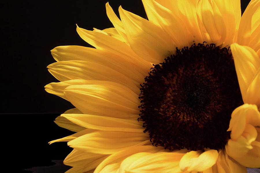 Sunflower 02  Photograph by Pamela Critchlow