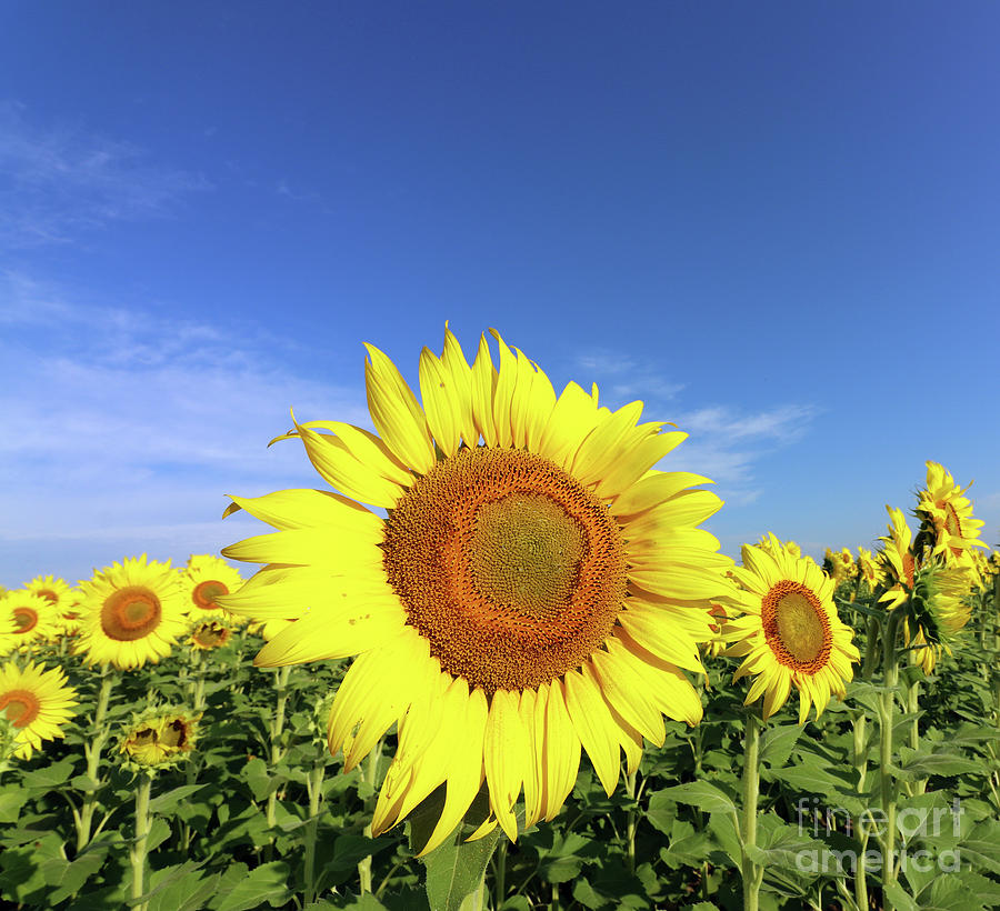 Sunflower 0263 Photograph