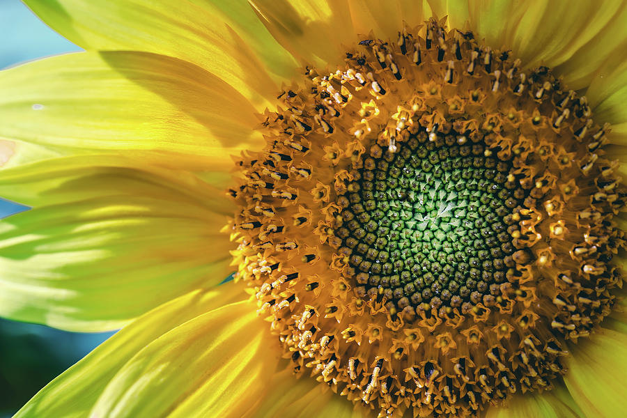 Sunflower #1 Photograph by Ada Weyland